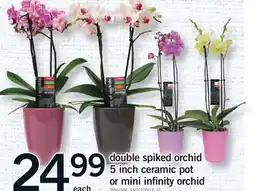 Fortinos DOUBLE SPIKED ORCHID 5 INCH CERAMIC POT OR MINI INFINITY ORCHID offer