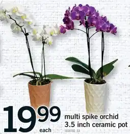Fortinos MULTI SPIKE ORCHID 3.5 INCH CERAMIC POT offer