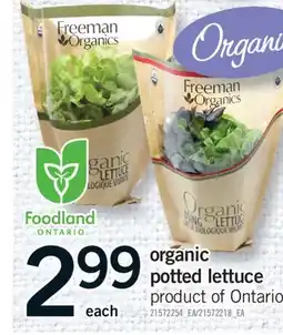 Fortinos ORGANIC POTTED LETTUCE offer