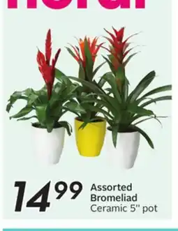 Sobeys Assorted Bromeliad offer