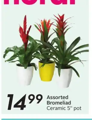 Sobeys Assorted Bromeliad offer