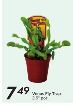 Sobeys Venus Fly Trap offer