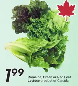 Sobeys Romaine, Green or Red Leaf Lettuce offer