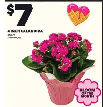 Loblaws 4 INCH CALANDIVA offer
