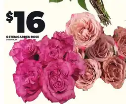 Loblaws 6 STEM GARDEN ROSE offer