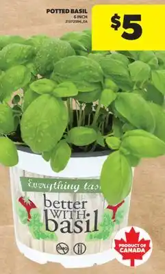 Real Canadian Superstore POTTED BASIL, 6 INCH offer