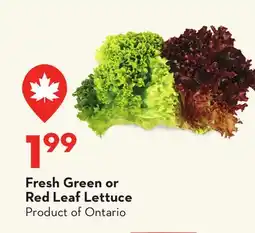 Longo's Fresh Green or Red Leaf Lettuce offer