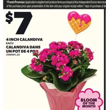 Independent Grocer 4 INCH CALANDIVA offer