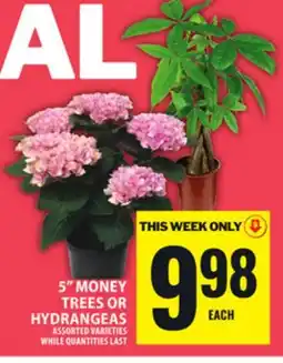 Food Basics 5 MONEY TREES OR HYDRANGEAS offer