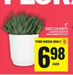 Food Basics 5 SUCCULENTS offer