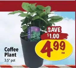 Farm Boy Coffee Plant offer