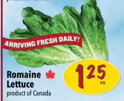 Farm Boy Romaine Lettuce offer