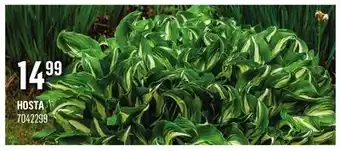Canac HOSTA offer