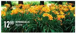 Canac HEMEROCALLIS offer
