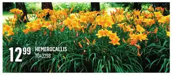 Canac HEMEROCALLIS offer