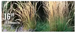 Canac Calamagrostis offer