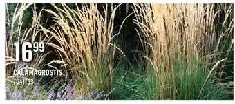 Canac Calamagrostis offer