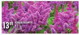 Canac Astilbe assortis n° 2 offer