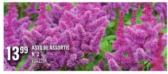 Canac Astilbe assortis n° 2 offer