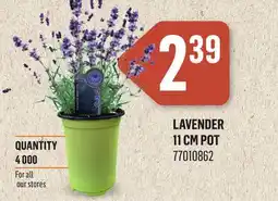Canac Lavender 11 cm pot offer