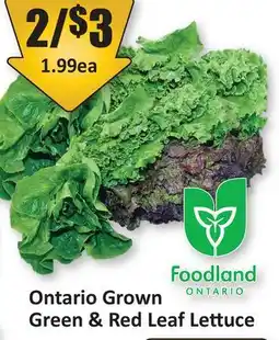 Starsky Green & Red Leaf Lettuce offer