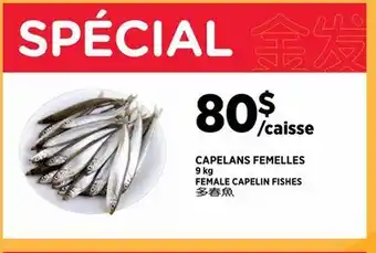 Kim Phat FEMALE CAPELIN FISHES offer