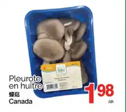 T&T Supermarket PLEUROTE EN HUITRE offer