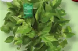 IGA FICUS, CALATHEA, ALOCASIA, AQUATIC PACHERA, PHILODENDRON, SANSEVIERA OR HANGING TROPICAL PLANT offer