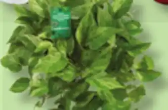 IGA FICUS, CALATHEA, ALOCASIA, AQUATIC PACHERA, PHILODENDRON, SANSEVIERA OR HANGING TROPICAL PLANT offer