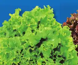 IGA GREEN LEAF LETTUCE offer