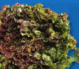 IGA RED OR GREEN LEAF LETTUCE offer