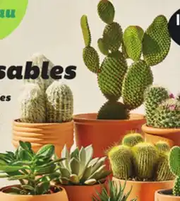IGA CACTUS offer