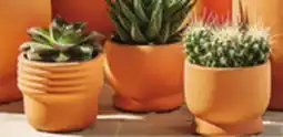 IGA LES INDISPENSABLES CACTUS OR SUCCULENT offer