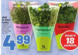 Metro PLANT DE FINES HERBES | FINE HERB PLANT offer