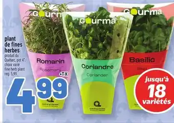 Metro PLANT DE FINES HERBES | FINE HERB PLANT offer