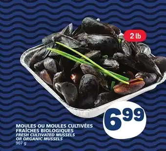 Marché Bonichoix FRESH CULTIVATED MUSSELS OR ORGANIC MUSSELS offer