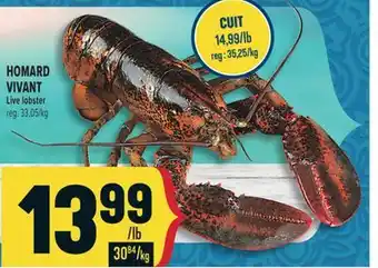 Marché Adonis HOMARD VIVANT | LIVE LOBSTER offer