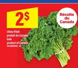 Maxi CHOU FRISÉ | KALE offer