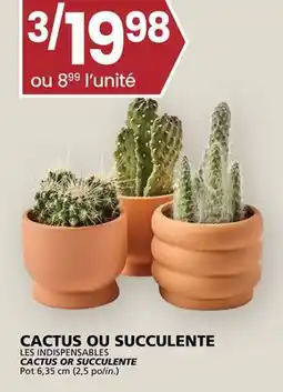 Rachelle-Bery Grocery LES INDISPENSABLES CACTUS OR SUCCULENTE Pot offer