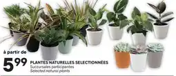 Brunet PLANTES NATURELLES SELECTIONNÉES offer