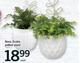 Fortinos NOVA SCOTIA POTTED PLANT offer