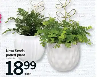 Fortinos NOVA SCOTIA POTTED PLANT offer