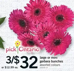 Fortinos LARGE OR MINI GERBERA BUNCHES offer