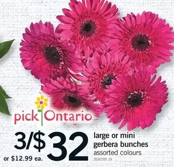 Fortinos LARGE OR MINI GERBERA BUNCHES offer