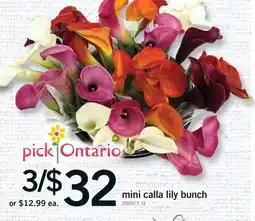 Fortinos MINI CALLA LILY BUNCH offer