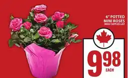 Food Basics 6 POTTED MINI ROSES offer