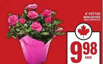Food Basics 6 POTTED MINI ROSES offer