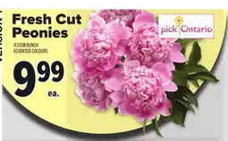 Metro FRESH CUT PEONIES offer