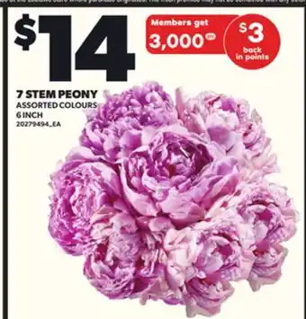 Loblaws 7 STEM PEONY, 6 INCH offer