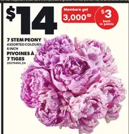 Independent Grocer 7 STEM PEONY, 6 INCH offer